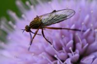 Empis livida