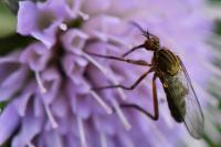 Empis livida