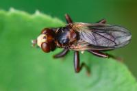 Sicus ferrugineus