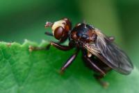 Sicus ferrugineus