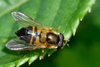 Epistrophe eligans