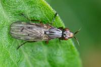 Dorycera graminum