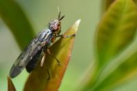 Dorycera graminum
