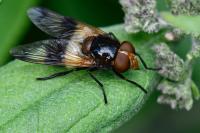 Volucella pellucens