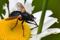 Zophomyia temula