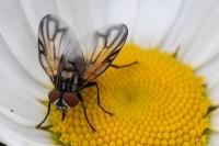 Phasia obesa