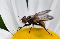 Phasia obesa