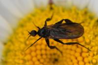 Empis pennipes