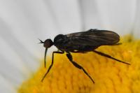 Empis pennipes