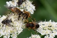Eristalis similis