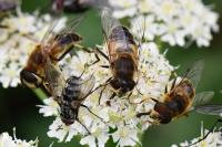 Eristalis similis