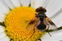 Ectophasia crassipennis