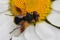 Ectophasia crassipennis