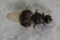 Pachygaster atra