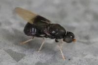 Pachygaster atra