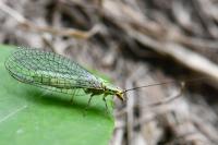 Hypochrysa elegans