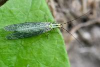 Hypochrysa elegans