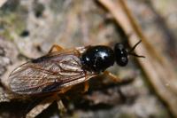 Beris vallata