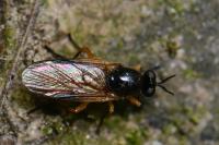 Beris vallata