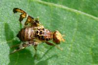 Goniglossum wiedemanni