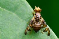 Goniglossum wiedemanni