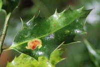Phytomyza ilicis