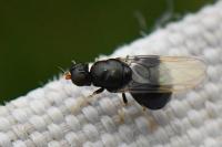 Pachygaster atra