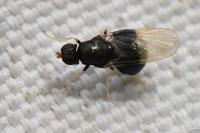 Pachygaster atra