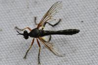 Dioctria hyalipennis