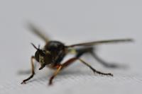 Dioctria hyalipennis