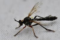 Dioctria hyalipennis