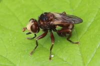 Sicus ferrugineus