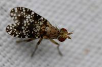 Trypetoptera punctulata