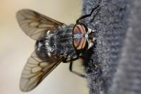 Tabanus tergestinus