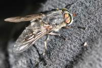 Tabanus tergestinus