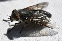 Tabanus tergestinus