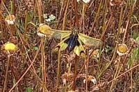 Libelloides longicornis