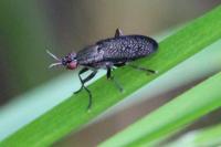 Coremacera marginata