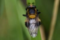 Volucella bombylans