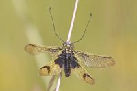 Libelloides longicornis