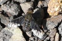 Hemipenthes morio