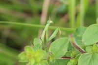 Mantis religiosa