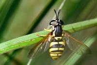 Chrysotoxum verralli
