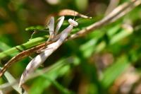 Mantis religiosa