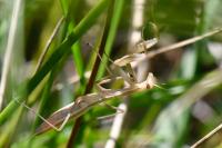 Mantis religiosa