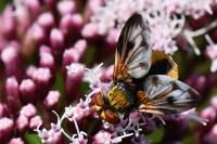 Ectophasia crassipennis