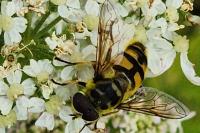 Myathropa florea