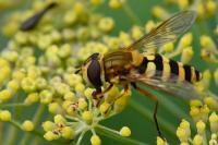 Syrphus ribesii