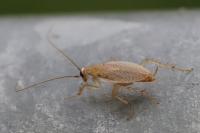 Planuncus vinzi