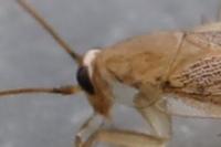 Planuncus vinzi